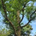 Taxodium distichum 'Peve Minaret' - Foto 4