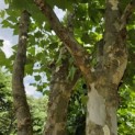 Platanus x Hispanica - Foto 3