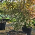 Acer palmatum Masu-kagami - 1