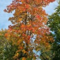 Liquidambar styraciflua - Afbeelding 1