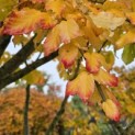 Parrotia persica - 1