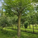Pterocarya Stenoptera - 2