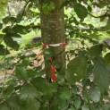 Fagus sylvatica 'Atropunicea' - Foto 2