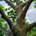 Platanus x hispanica - Afbeelding 4