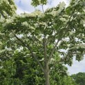 Cornus kousa 'Venus' - 4