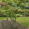 Parrotia persica - 1
