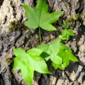 Liquidambar styraciflua - impressie jong blad op een stam