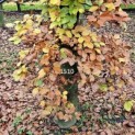Fagus sylvatica - Foto 3