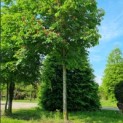 Aesculus pavia var. discolor - Afbeelding 5