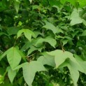 Liquidambar formosana var. monticola