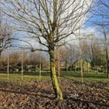 Platanus hispanica - 2024 scheve stam geeft een eigen identiteit en karakter