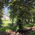 Fagus sylvatica 'Atropunicea' - 3