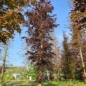 Fagus sylvatica 'Atropunicea' - 3