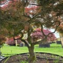 Acer palmatum 'Garnet' - 2