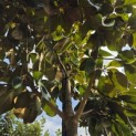 Magnolia grandiflora 'Goliath' - Foto 1