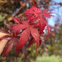 Acer palmatum 'Skeeter's Broom' - 7