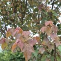 Acer rubrum 'Summer Red' - 2
