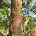 Pinus sylvestris - 2