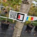 Prunus Yedoensis - 1