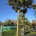 Magnolia grandiflora 'Galissonnière' - 2