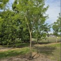 Gleditsia triachantos 'Sunburst' - Foto 5