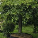 Tilia americana 'Nova' - 1