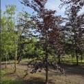 Fagus sylvatica 'Riversii' - mei 2026