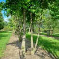 Liquidambar styraciflua - Foto 1