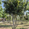 Parrotia persica 'Vanessa' - 6