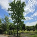 Liquidambar styraciflua - 1