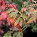 Acer palmatum 'Aconitifolium' - Foto 1
