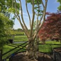 Heptacodium miconioides - Foto 3