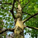 Platanus x hispanica - Afbeelding 5