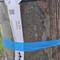 Platanus hispanica - 1