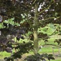 Fagus sylvatica 'Atropunicea' - 2