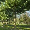 Platanus x Hispanica - Foto 2