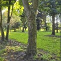Platanus x Hispanica - Foto 3