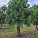 Sequoiadendron giganteum - Foto 1