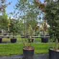 Betula albosinensis 'Fascination' - 1