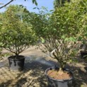Hamamelis mollis 'Arnold Promise' - Foto 1