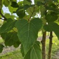 Idesia Polycarpa - 1