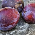 Prunus domestica 'Bleue de Belgique' - 1