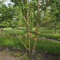 Pyus calleryana 'Chanticleer' - 2