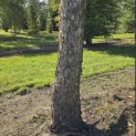 Betula nigra - Foto 1