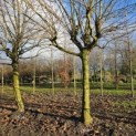 Platanus hispanica - Foto 3