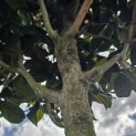 Magnolia grandiflora 'Galissonnière' - 2