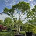 Heptacodium miconioides - Foto 2
