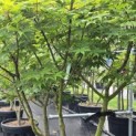 Acer palmatum 'Osakazuki' - Foto 4