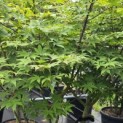 Acer palmatum 'Osakazuki' - Foto 5