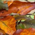 Fagus sylvatica 'Atropunicea' herfst